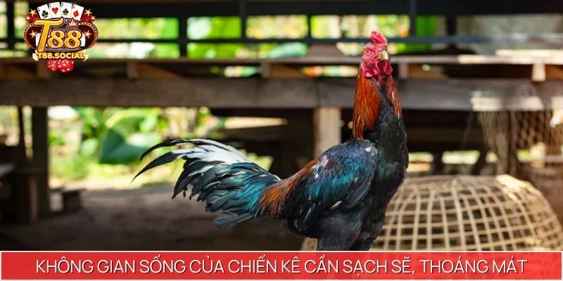 Không gian sống của chiến kê cần sạch sẽ, thoáng mát